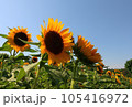 空を向く元気なひまわり 105416972