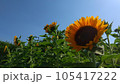 青空に咲く元気なひまわり 105417222