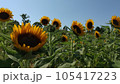 空を見上げる元気なひまわり 105417223