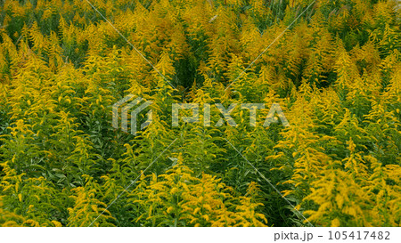 セイタカアワダチソウ (Golden rod) 105417482