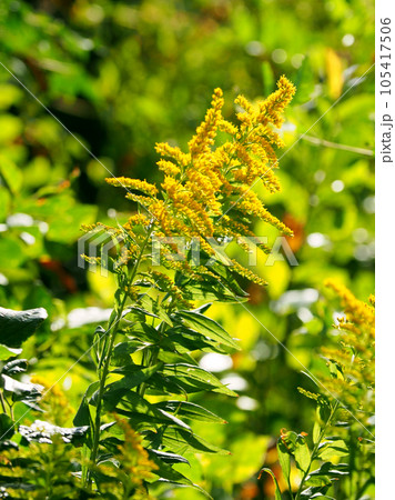 セイタカアワダチソウ (Golden rod) セイタカアワダチソウ (Golden rod) 105417506