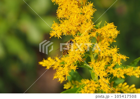 セイタカアワダチソウ (Golden rod) 105417508