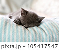 子ねこ 105417547