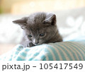 子ねこ 105417549