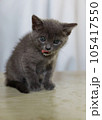 子ねこ 105417550