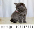 子ねこ 105417551