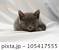 子ねこ 105417555