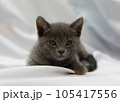 こねこ 105417556