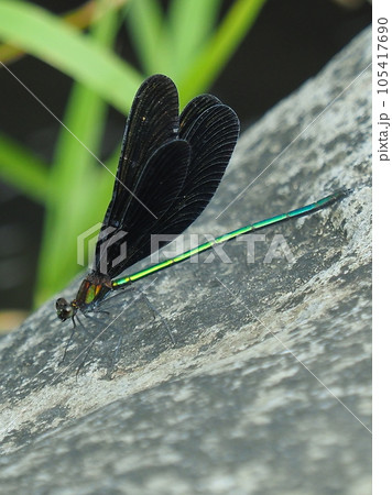 ハグロトンボ（神様トンボ） 105417690