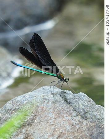 ハグロトンボ（神様トンボ） 105417709