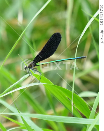 ハグロトンボ(神様トンボ) ハグロトンボ(神様トンボ) 105417710