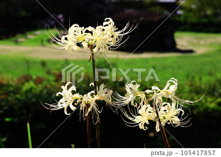 石舞台(奈良県明日香村)近辺に咲く白い彼岸花 石舞台(奈良県明日香村)近辺に咲く白い彼岸花 105417857