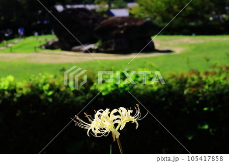 石舞台(奈良県明日香村)近辺に咲く白い彼岸花 石舞台(奈良県明日香村)近辺に咲く白い彼岸花 105417858
