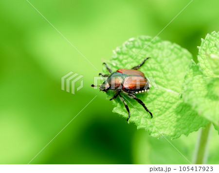 マメコガネ マメコガネ 105417923