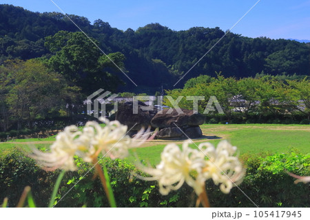 石舞台(奈良県明日香村)近辺に咲く白い彼岸花 石舞台(奈良県明日香村)近辺に咲く白い彼岸花 105417945
