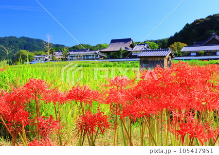 橘寺（奈良県明日香村）近辺に咲く彼岸花 105417951