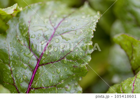 Organic green red young beetroot leaves after the rain growing on garden bed. Organic green red young beetroot leaves after the rain growing on garden bed. 105418601