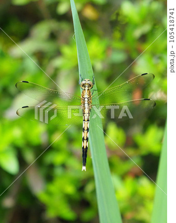 ムギワラトンボ 105418741