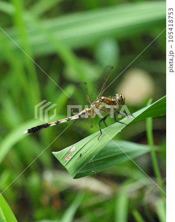 ムギワラトンボ ムギワラトンボ 105418753