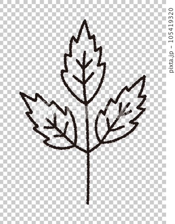 落葉、樹葉、秋葉、秋植物/手寫畫線矢量圖 105419320