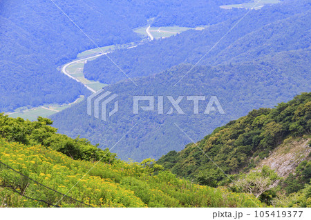 高山植物が咲く夏の伊吹山 高山植物が咲く夏の伊吹山 105419377