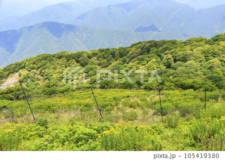高山植物が咲く夏の伊吹山 105419380
