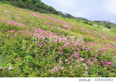 高山植物が咲く夏の伊吹山 105419392