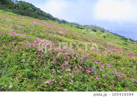 高山植物が咲く夏の伊吹山 105419394