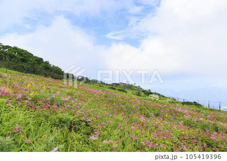 高山植物が咲く夏の伊吹山 105419396