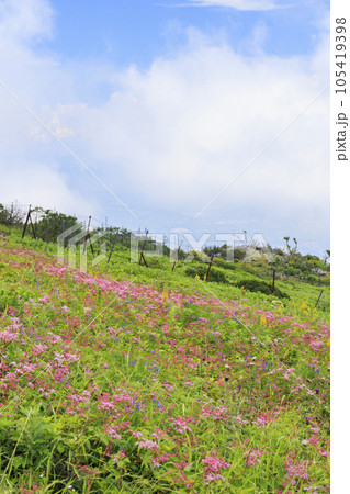 高山植物が咲く夏の伊吹山 105419398
