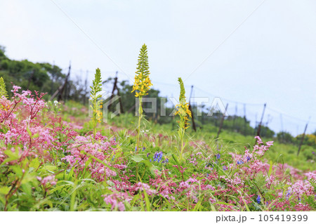 高山植物が咲く夏の伊吹山 高山植物が咲く夏の伊吹山 105419399