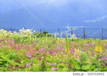 高山植物が咲く夏の伊吹山 105419402