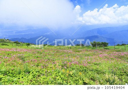 高山植物が咲く夏の伊吹山 高山植物が咲く夏の伊吹山 105419404