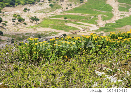 高山植物が咲く夏の伊吹山 105419412