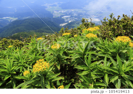 高山植物が咲く夏の伊吹山 105419413