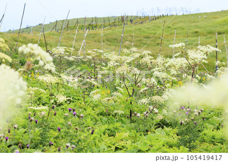 高山植物が咲く夏の伊吹山 105419417