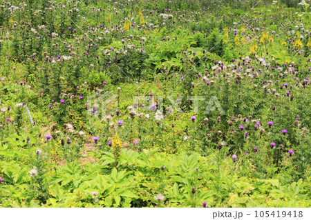 高山植物が咲く夏の伊吹山 高山植物が咲く夏の伊吹山 105419418