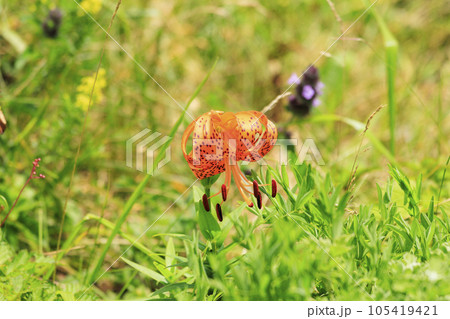 高山植物が咲く夏の伊吹山 高山植物が咲く夏の伊吹山 105419421