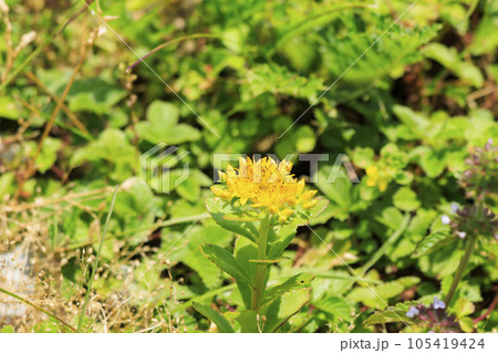 高山植物が咲く夏の伊吹山 高山植物が咲く夏の伊吹山 105419424