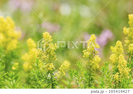 高山植物が咲く夏の伊吹山 105419427