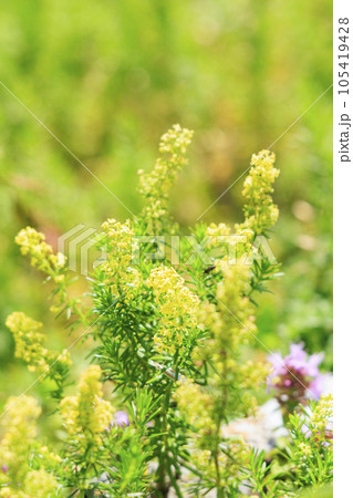 高山植物が咲く夏の伊吹山 105419428