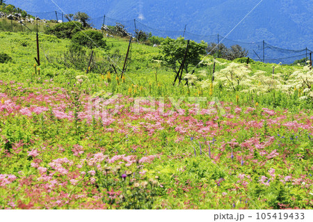 高山植物が咲く夏の伊吹山 高山植物が咲く夏の伊吹山 105419433