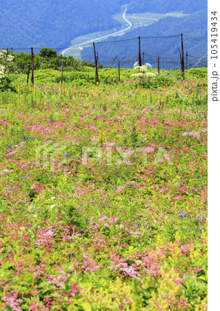 高山植物が咲く夏の伊吹山 高山植物が咲く夏の伊吹山 105419434