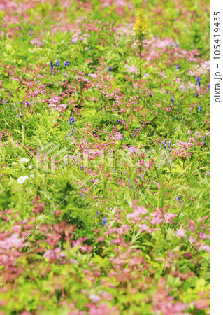 高山植物が咲く夏の伊吹山 高山植物が咲く夏の伊吹山 105419435