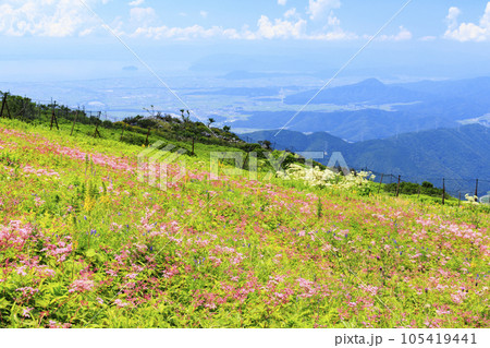 高山植物が咲く夏の伊吹山 高山植物が咲く夏の伊吹山 105419441