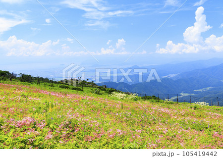高山植物が咲く夏の伊吹山 105419442