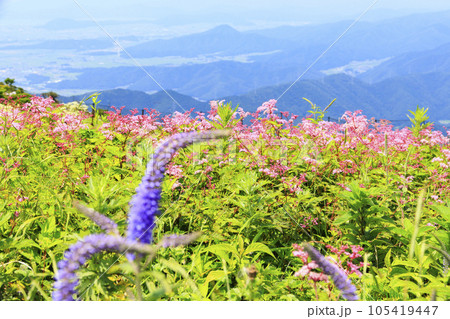 高山植物が咲く夏の伊吹山 105419447