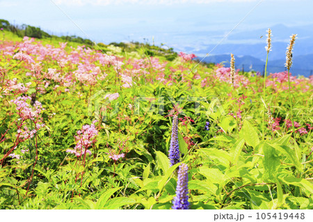 高山植物が咲く夏の伊吹山 高山植物が咲く夏の伊吹山 105419448