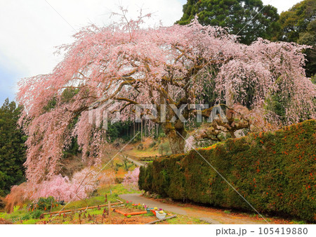しだれ桜と里山 105419880