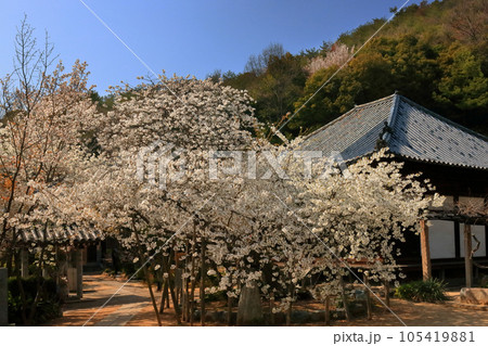 うば桜と国宝 大宝寺 うば桜と国宝 大宝寺 105419881
